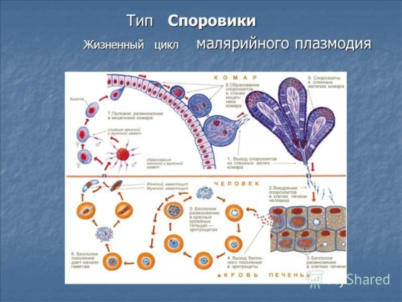 Жизненные циклы размножение биология 8 класс презентация