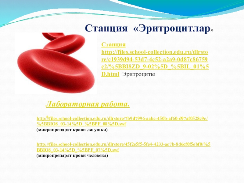 Станция http://files.school-collection.edu.ru/dlrstore/c1939d94-53d7-4c52-a2a9-0d87c86759c2/%5BBI8ZD_9-02%5D_%5BIL_01%5D.html ЭритроцитыЛабораторная работа. .Станция «Эритроцитлар»http://files.school-collection.edu.ru/dlrstore/7b9d7996-aabc-450b-af60-d97af0528c9c/%5BBIO8_03-14%5D_%5BPF_08%5D.swf(микропрепарат крови лягушки)http://files.school-collection.edu.ru/dlrstore/45f2e5f5-5fe4-4233-ac7b-8d6cf0f5ebf0/%5BBIO8_03-14%5D_%5BPF_07%5D.swf(микропрепарат крови человека)