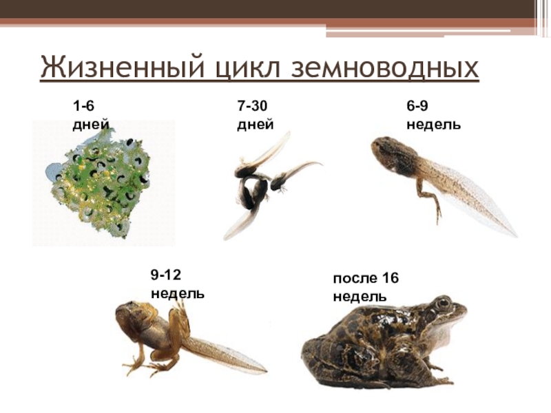 Какой тип развития у земноводных. Годовой жизненный цикл лягушки. Жизненный цикл амфибий. Жизненный цикл земноводных. Метаморфоз земноводных.