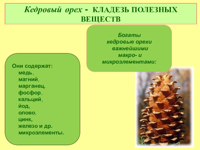 Орехи содержание витаминов и микроэлементов таблица. Кедровое масло содержание жирных кислот. Кедровые орехи состав микроэлементы витамины. Состав кедрового ореха таблица. Витамины в кедровых орехах.
