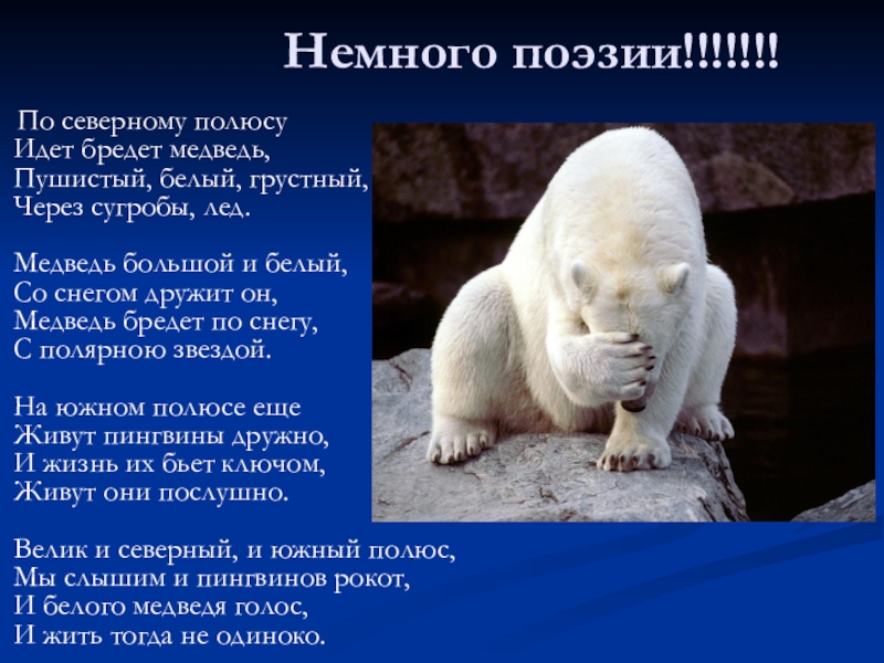 Немного поэзии!!!!!!!   По северному полюсу Идет бредет медведь, Пушистый, белый, грустный, Через сугробы, лед.