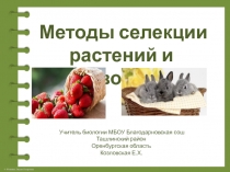 Презентация к уроку биологии в 9 классе  Методы селекции
