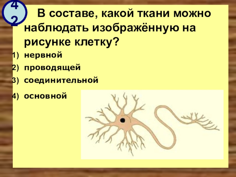 В составе какой ткани можно наблюдать изображенную на рисунке клетку