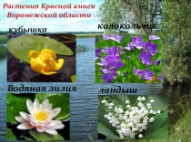 Презентация Красная книга Воронежской области для старшей группы детского сада
