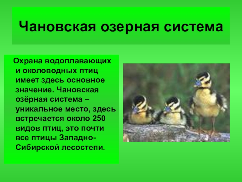 Презентация по биологии на тему охрана природы 9 класс