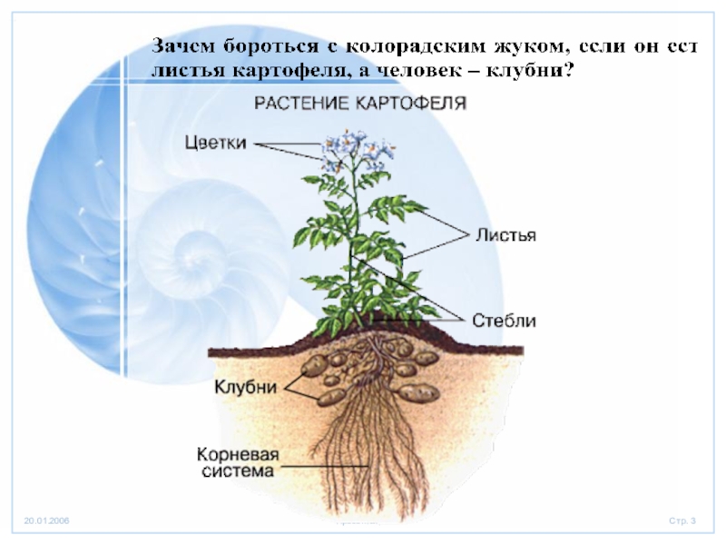 Поурочный план по биологии 6 класс организм единое целое