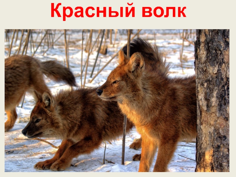 Красный волк