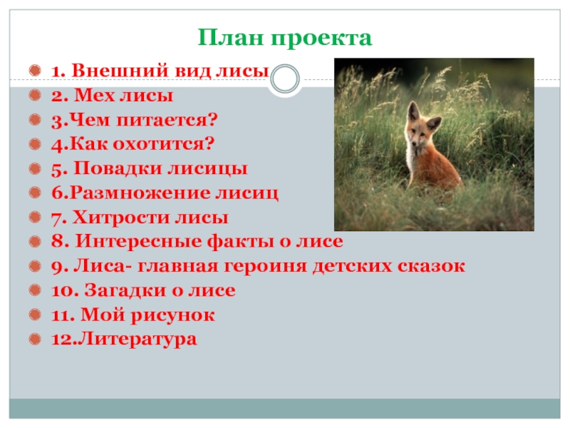 Лисья хитрость предложение. Повадки лисы. Какие повадки у лисы. Повадки лисы для детей. Внешний вид лисы мех лисы чем питается как охотится.