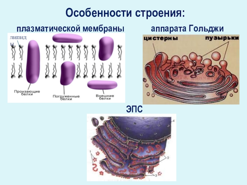 10 класс презентация химическая организация клетки