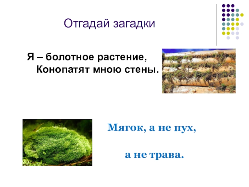 Загадка стены геншин. Мягок а не пух зелен а не трава. Загадка мягок а не пух зелен а не трава. Загадки о растениях болота для детей. Много воды много травы загадка.