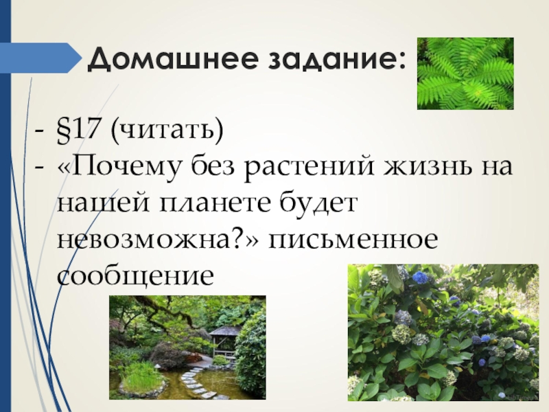 Разнообразие распространение значение растений 5 класс презентация