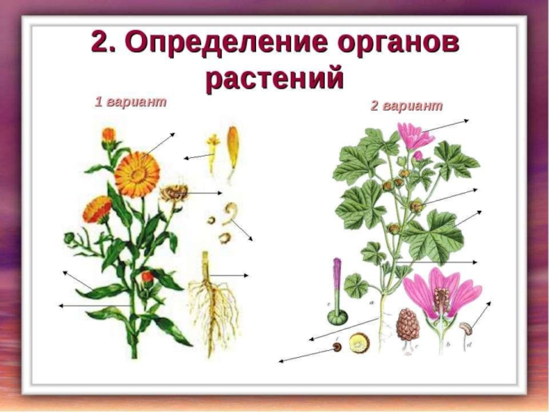 Презентация по теме органы цветковых растений