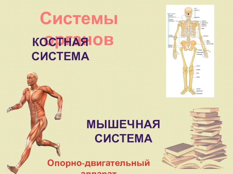 Как устроен наш организм 6 класс 8 вид презентация