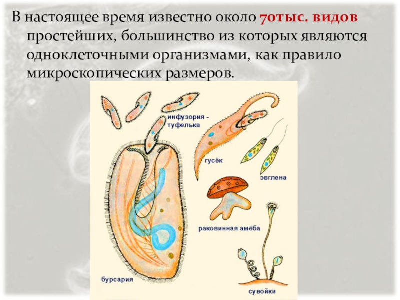 Презентация на тему простейшие по биологии 7 класс