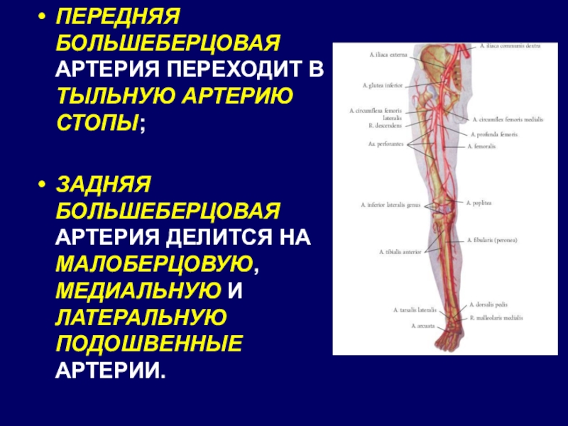 Берцовая артерия. Передняя большеберцовая пр ерия. Задняя большебершовая а. Задняябольшеберц артерия. Задняя большеберцовая артерия.