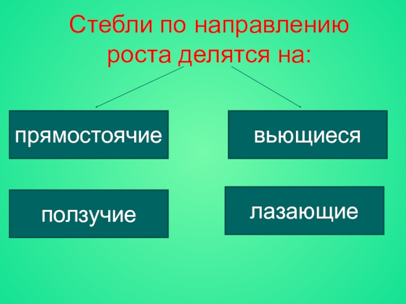 По направлению роста. Стебли по направлению роста делятся на. Стебель разделяется на. Направление роста стебля.