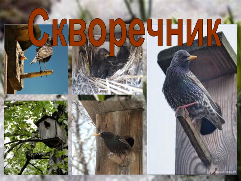 Произведение скворцы. Куприн скворцы. Произведение скворцы Куприн. Рассказ скворцы Куприн.