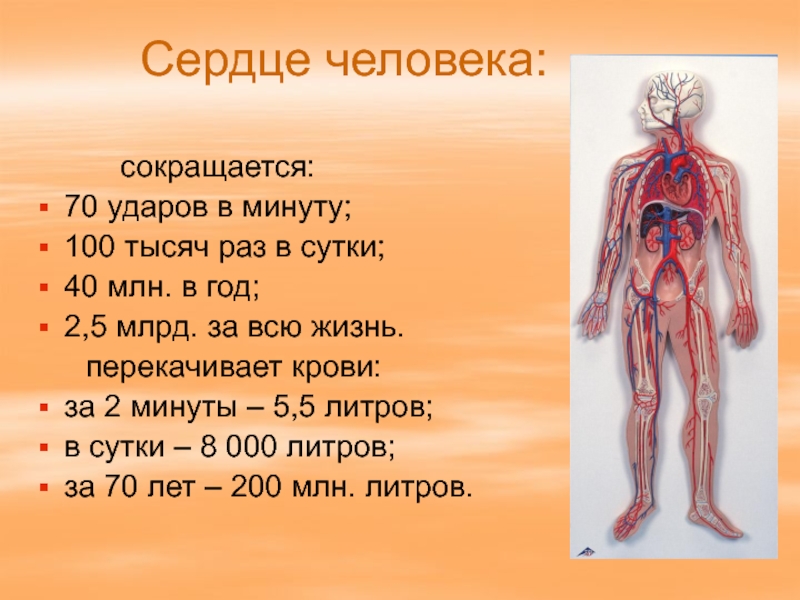 Проект по теме анатомия человека