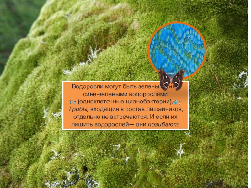 Водоросли обеспечивают лишайник. Цианобактерии в лишайниках. Цианобактерии в составе лишайников. Водоросли входящие в состав лишайника. Водоросли могут быть зелеными.