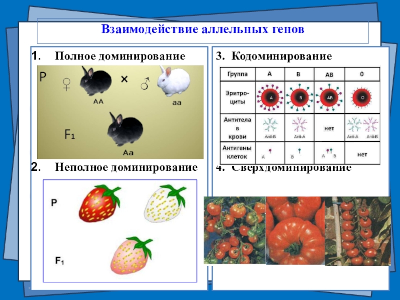 Неполное доминирование презентация