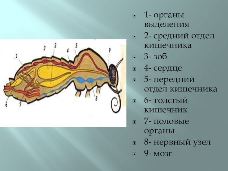 Строение моли. Пищеварительная система чешуекрылых. Строение бабочки внутренние органы. Внутреннее строение бабочек чешуекрылых. Внутреннее строение бабочки дыхательная система.