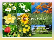 Презентация по окружающему миру на тему: Какие бывают растения (2 класс) Школа России