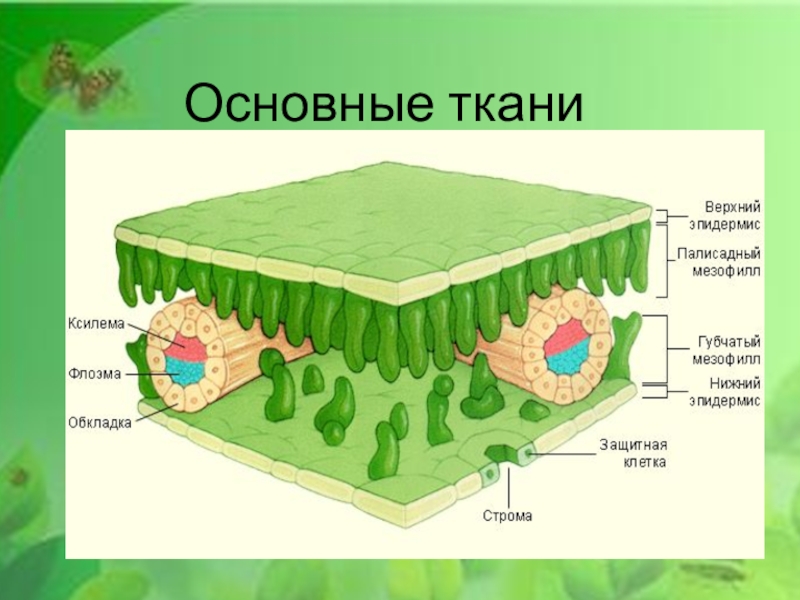 Основная ткань желез