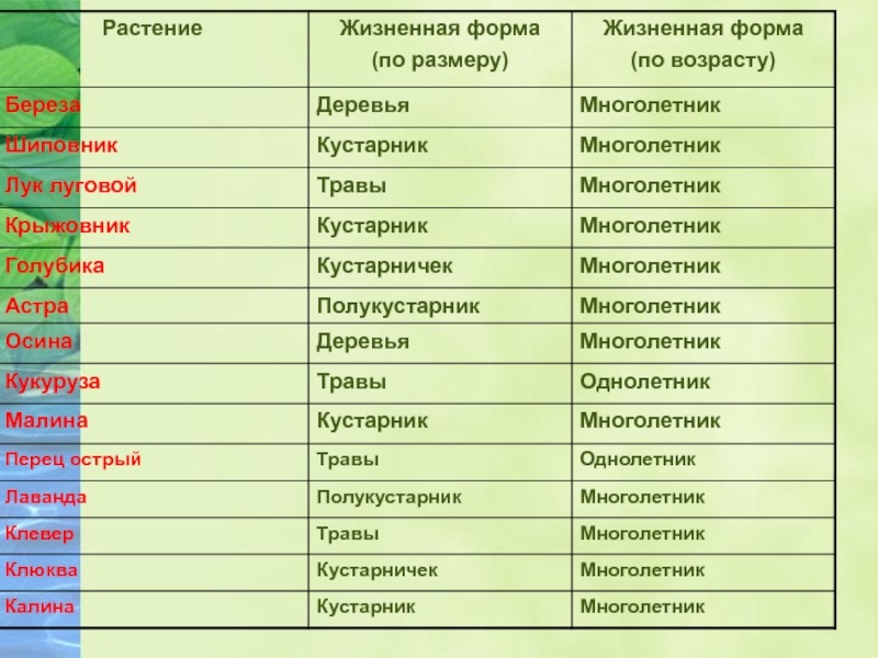 Какими жизненными формами представлены