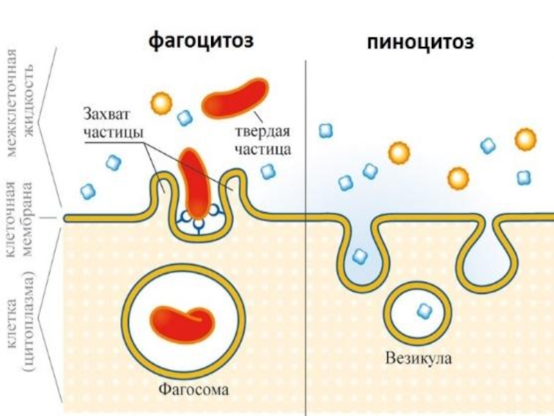 Фагоцитоз клетки. Схема фагоцитоза и пиноцитоза. Фагоцитоз это вид эндоцитоза. Фагоцитоз пиноцитоз эндоцитоз схема. Эндоцитоз экзоцитоз фагоцитоз это.