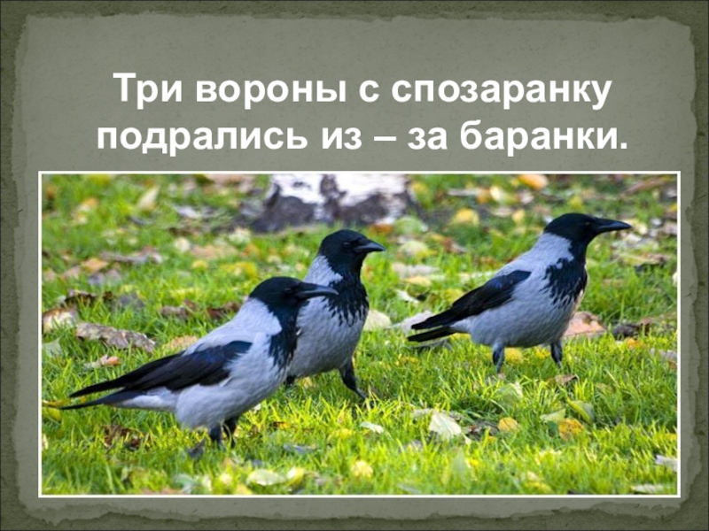 Три ворона. Три вороны. Три вороны спозаранку подрались из-за баранки. Три черные вороны. Скороговорка три вороны спозаранку.