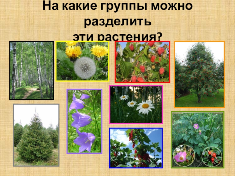 На какие группы можно