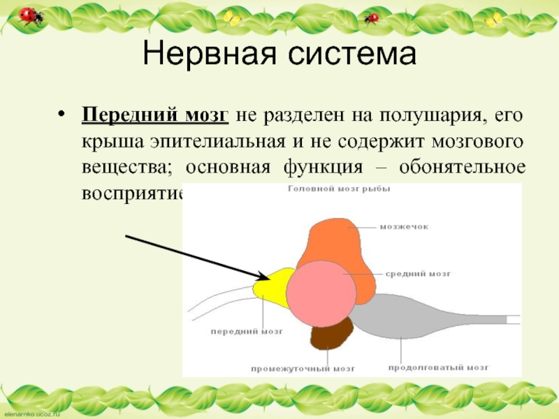 Нервная системаПередний мозг не разделен на полушария, его крыша эпителиальная и не содержит мозгового вещества; основная функция