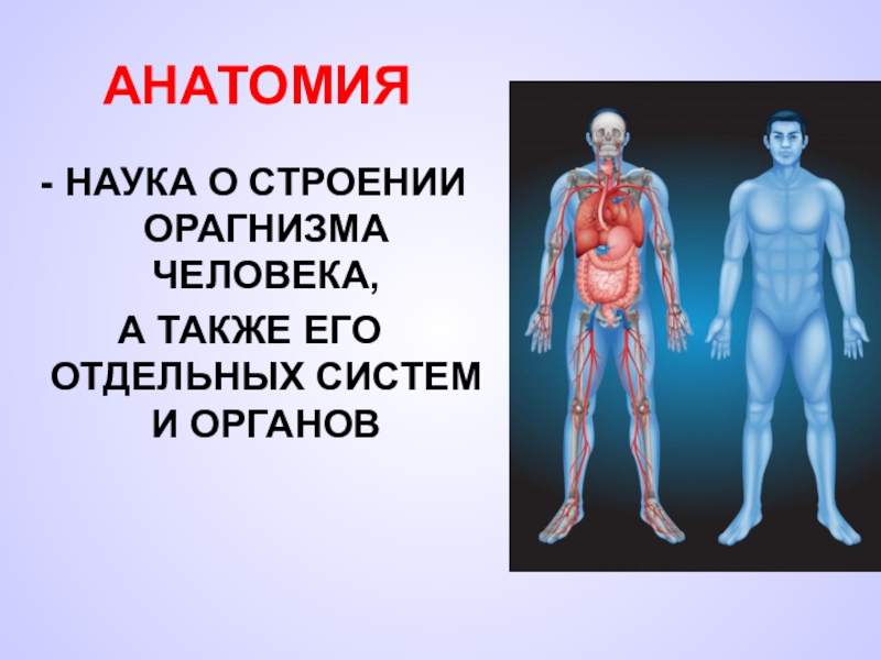 Наука 3. Анатомия это наука. Наука о строении человека. Физиология человека строение. Изучение тела человека.