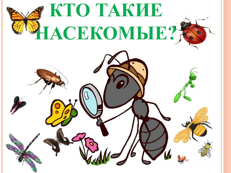 Тема недели насекомые в картинках