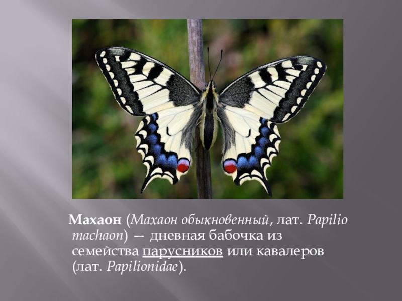 Бабочка махаон описание. Бабочка Махаон бабочка семейства кавалеров. Бабочка Махаон обыкновенный. Papilio Machaon Махаон обыкновенный. Бабочка Махаон из семейства парусников.