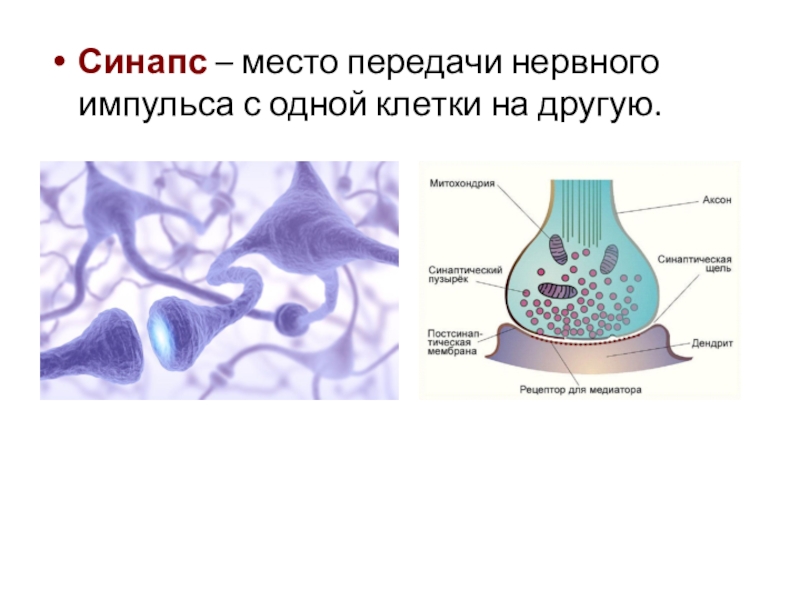 Синапс – место передачи нервного импульса с одной клетки на другую.