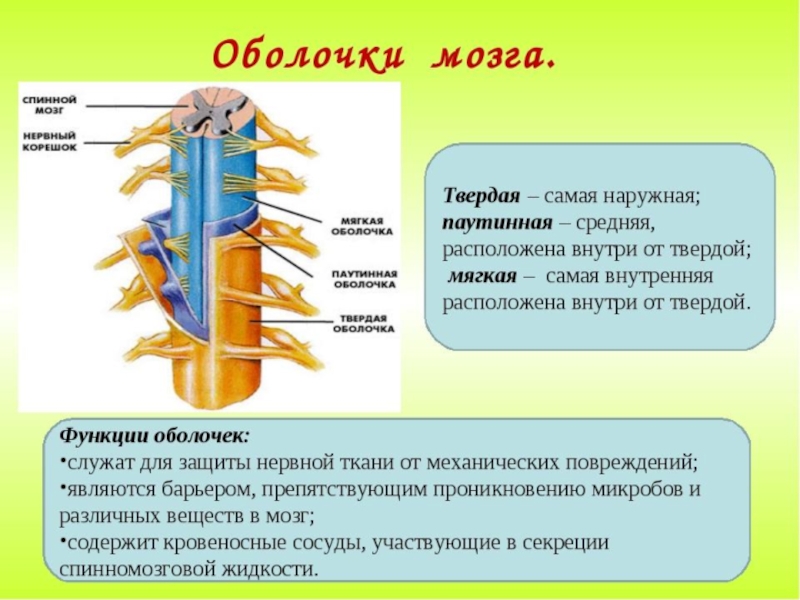 Презентация по теме спинной мозг биология 8 класс