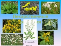 Презентация по окружающему миру на тему Лекарственные растения (1 класс)