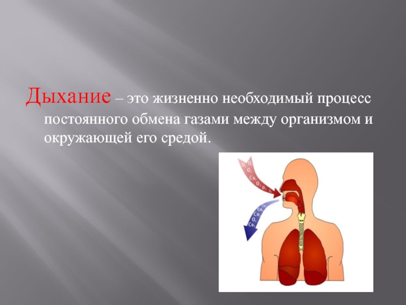 Физиология дыхания презентация анатомия