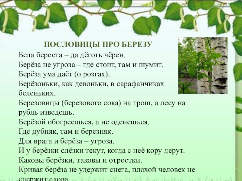 Проект люблю березку русскую