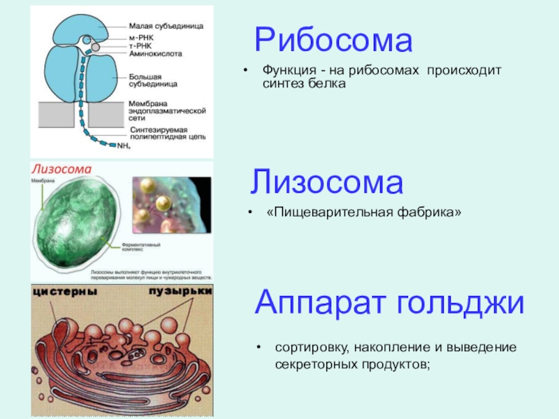 Синтез белков органелла. Клеточное строение рибосома лизосома. Лизосомы и ЭПС функции. Функции лизосом митохондрий ЭПС аппарат Гольджи. Лизосомы рибосомы аппарат Гольджи.