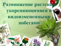 Презентация по биологии на тему: Размножение растений укореняющимися и видоизмененными побегами (6 класс)
