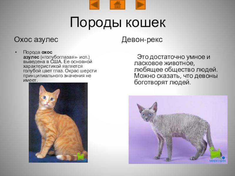 Презентация кошки