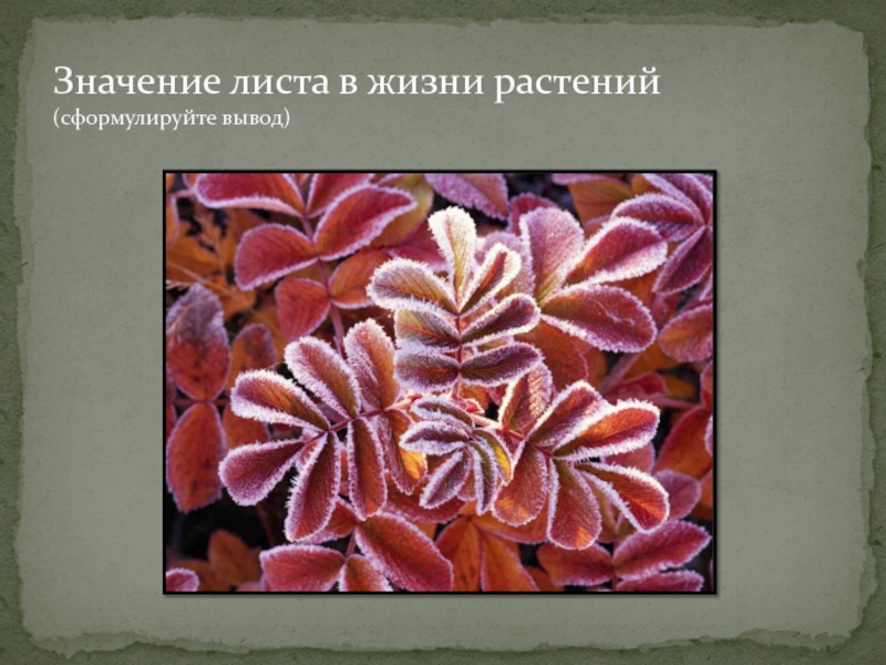 Какого значение листьев. Значение листа для растения. Значение листа в жизни. Значение листа в жизни растения. Листья в жизни растений.