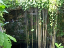 Презентация_ Видоизменения корней. 6 класс