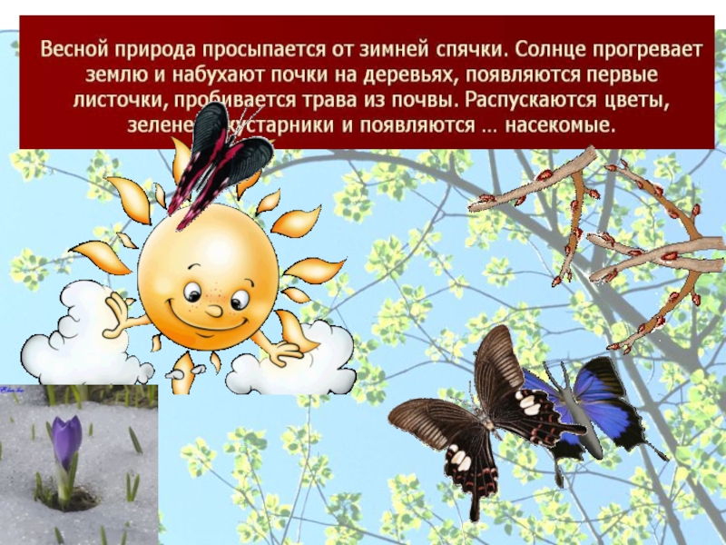 Жизнь насекомых весной. Насекомые весной для дошкольников. Насекомые презентация. Насекомые весной презентация.