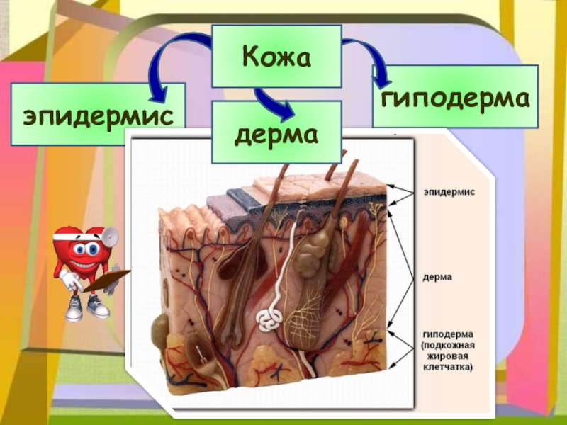 Кожа презентация 8 класс