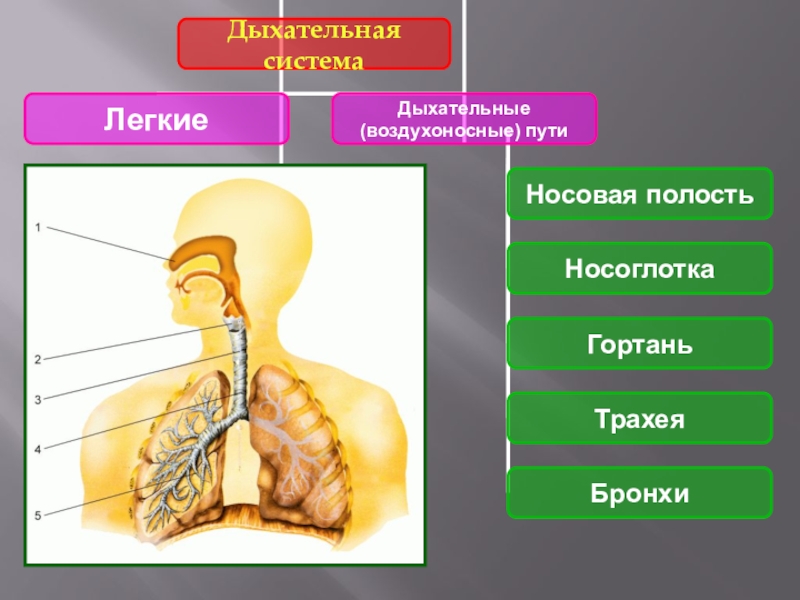 Каким номером на рисунке обозначены воздухоносные пути