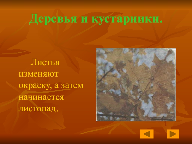 Деревья и кустарники осенью 2 класс. Осенние явления в жизни деревьев и кустарников. Изменения деревьев и кустарников осенью. Изменение окраски у деревьев.