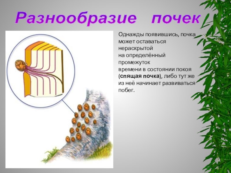 Разнообразие почек. Спящие почки растений. Спящие почки. Спящие почки у деревьев. Спящие почки у деревьев и кустарников.